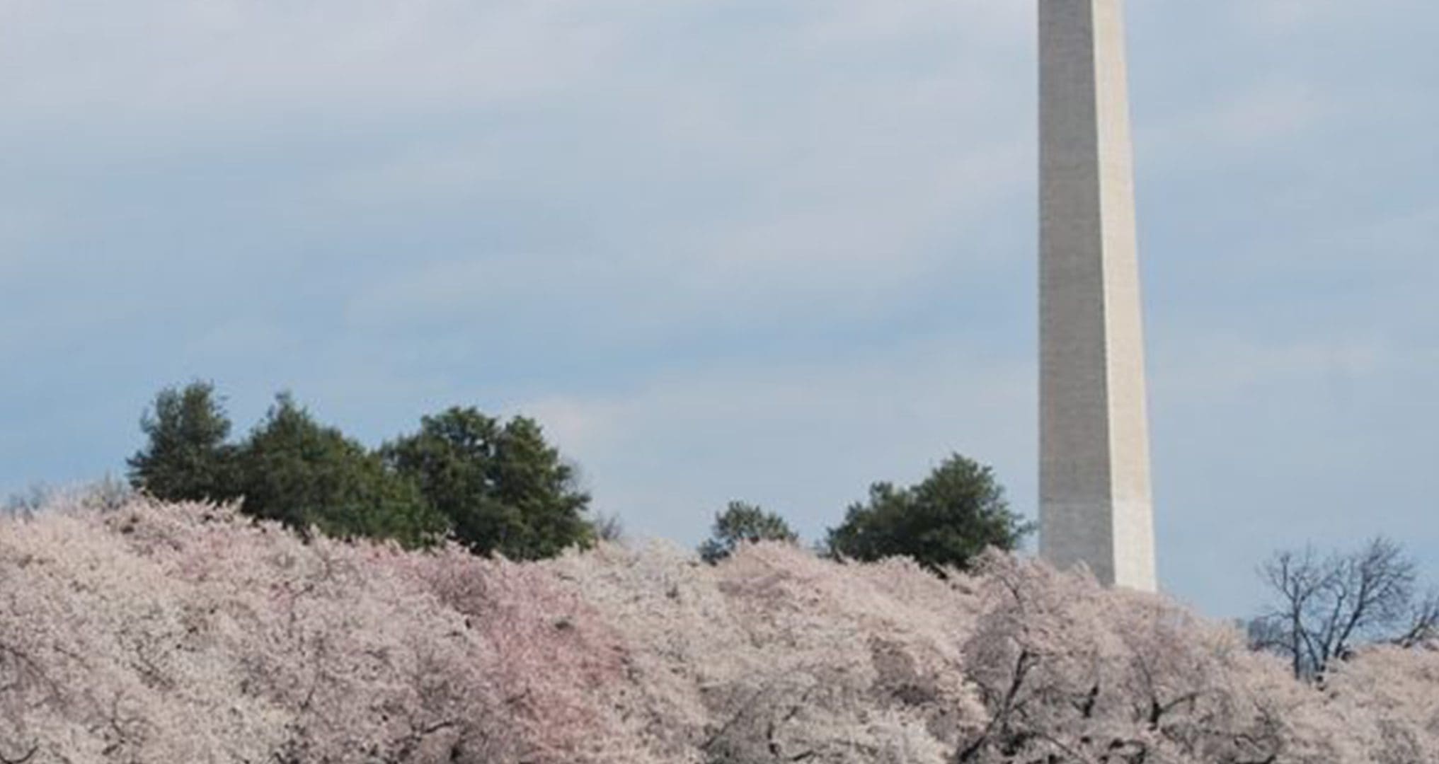 White Washington Monument